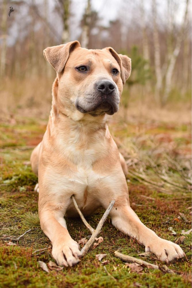 Piękny biszkoptowy pies w typie rasy amstaff do świadomej adopcji