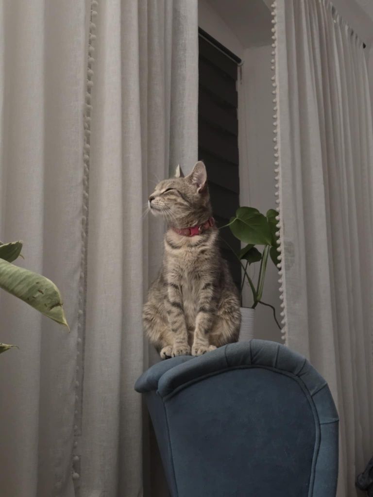 Mały kotek do adopcji - matka rasy Mau