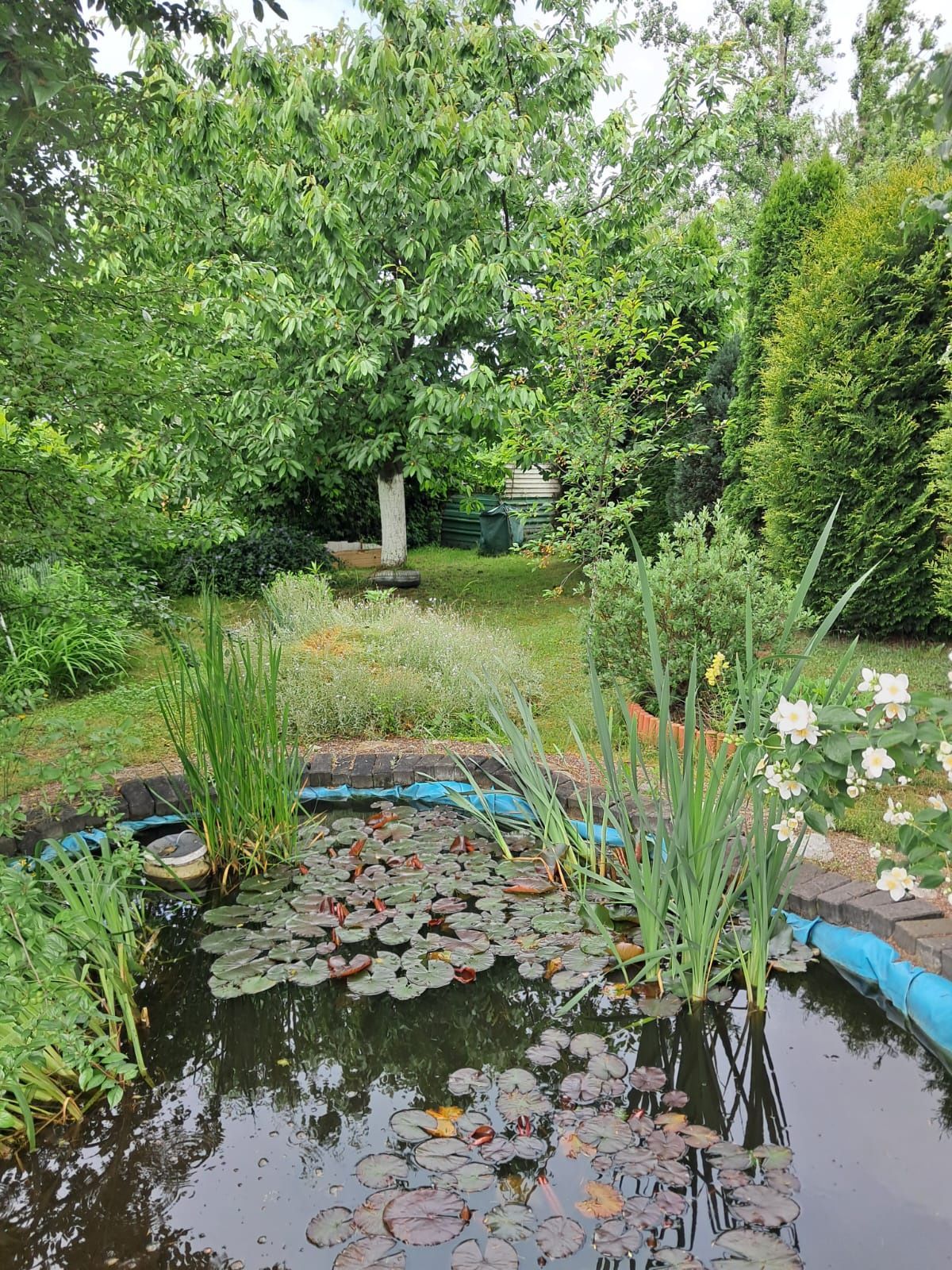 Ogródek dzialkowy Bytom