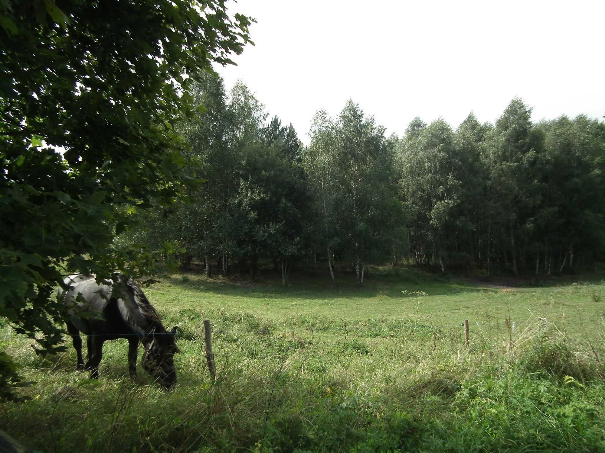 Działka 5600m, warunki zabudowy, Grzegrzółki gm. Pasym