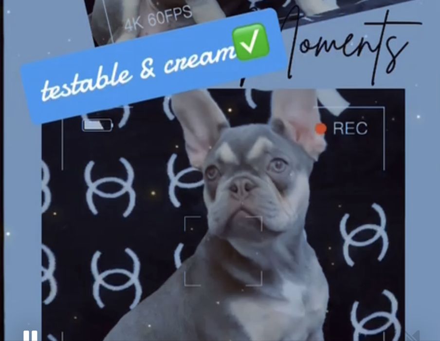 Лилак тан носитель изабеллы-2,5 года