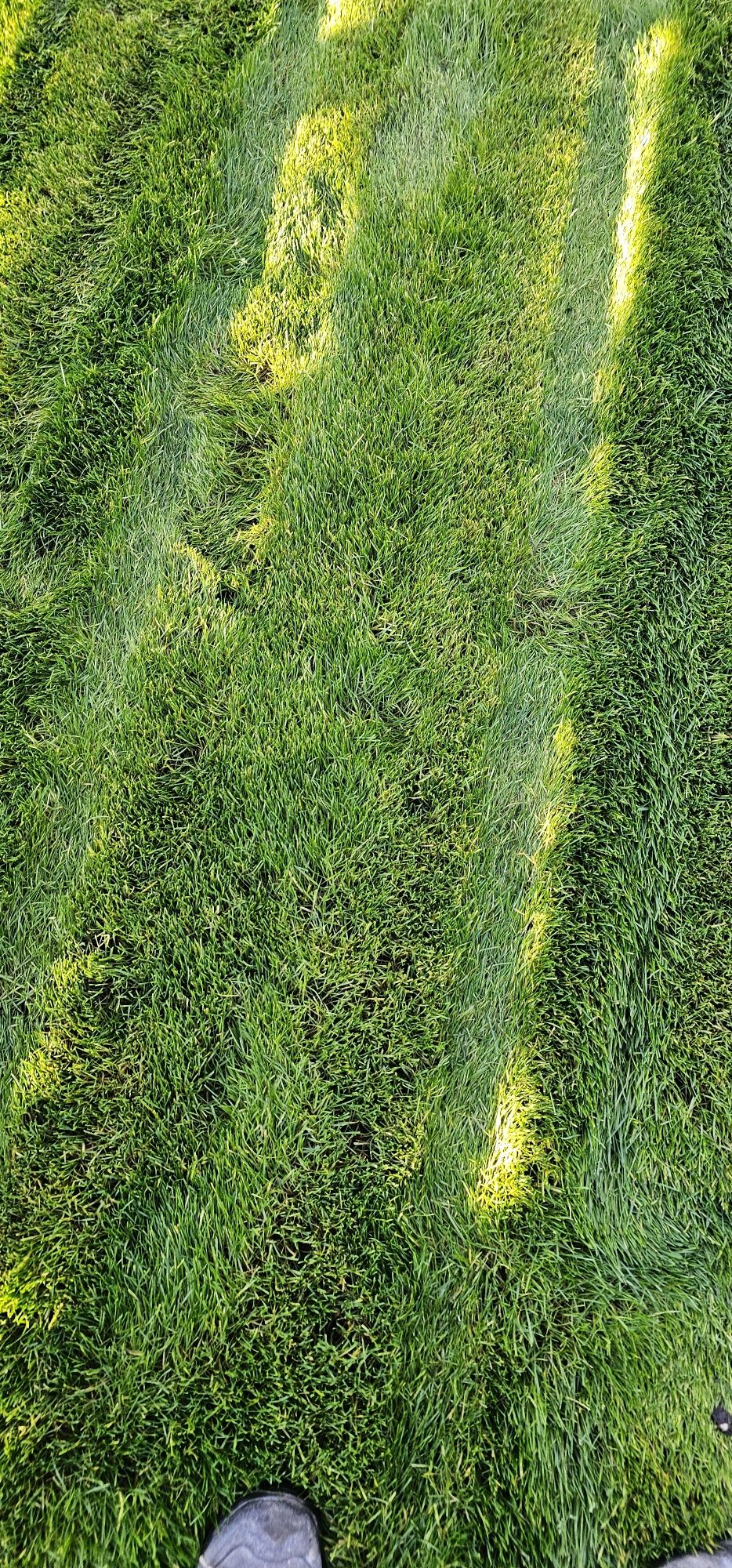 Zakładanie trawników, niwelacja terenu, system nawadniania ogrodu
