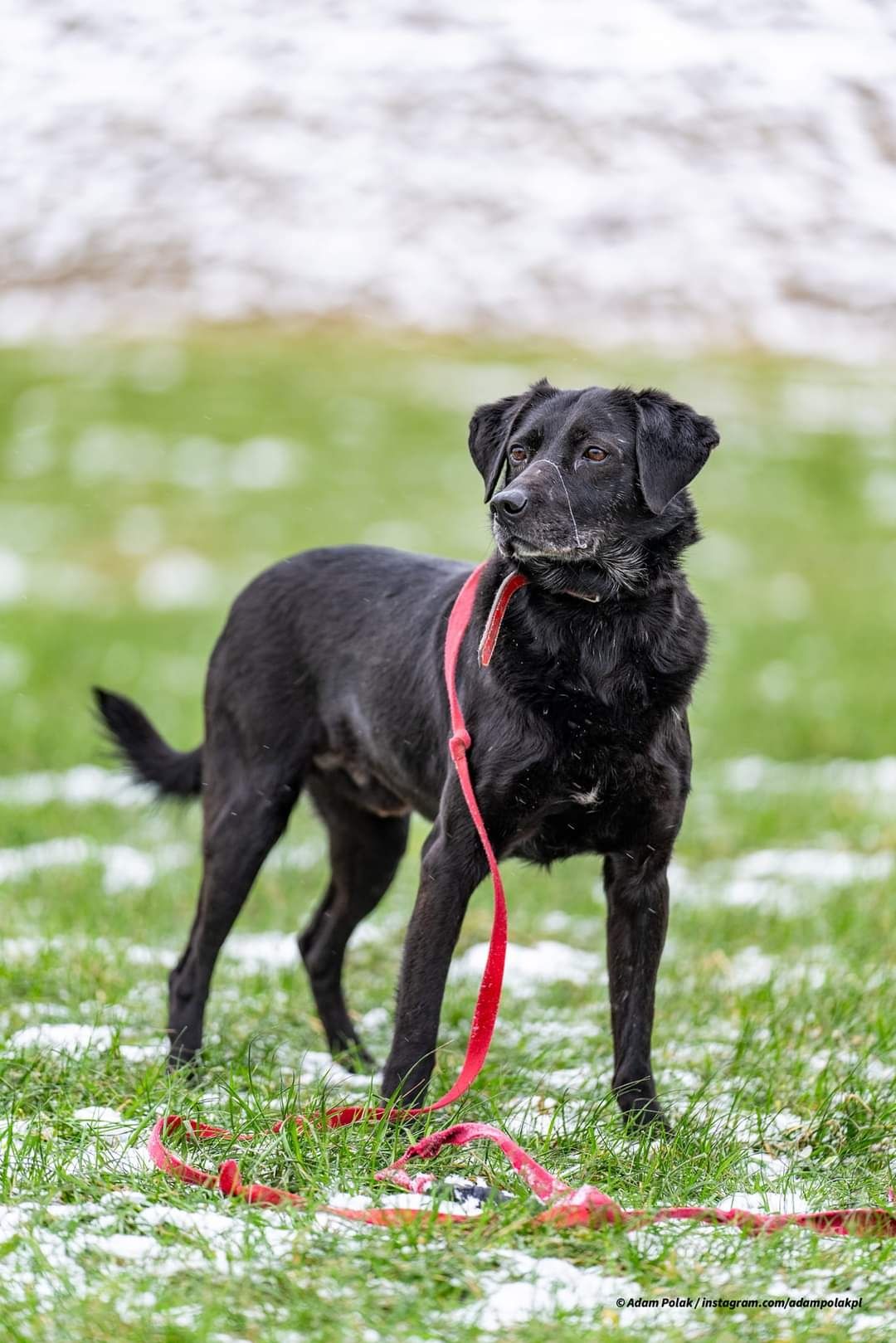 Pies w typie Labrador do adopcji