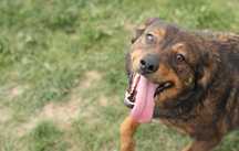 Borek do adopcji