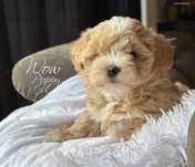 Maltipoo F1. Dziewczynka. Bad. genetyczne.