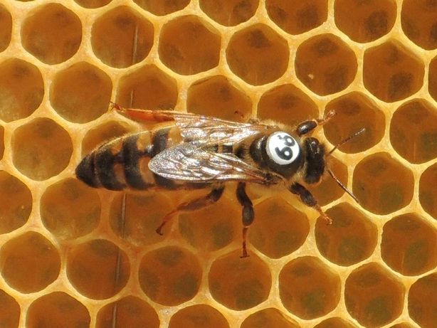 Пчеломатки, бджоломатки Карніка Troisek 1075 (Австрія, f1)