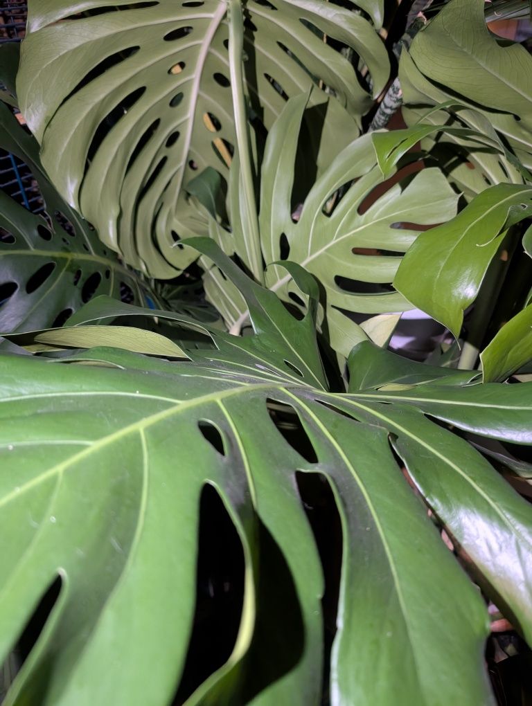 Модуль камер google pixel 8 pro