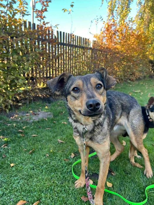 Ponad połowę życia w przytulisku podaruj mu dom