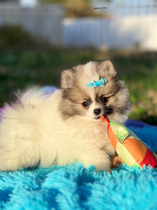 Lulu da Pomerânia micro miniatura com Lop e Afixo