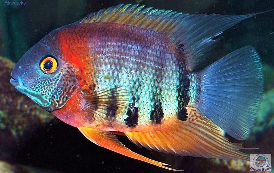 Severum heros 3sz