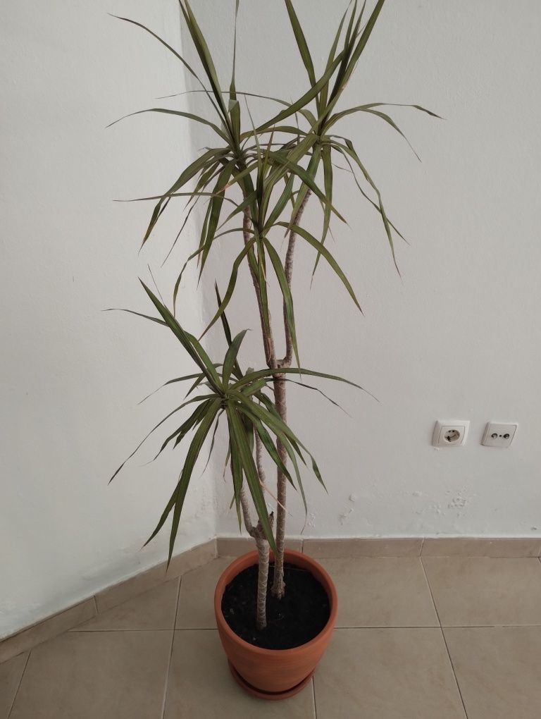 Planta grande vaso barro