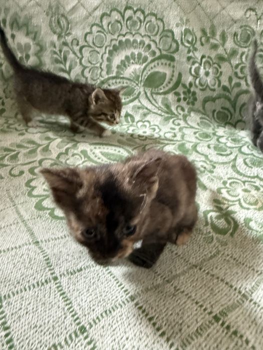 Полукровные котята + обычные