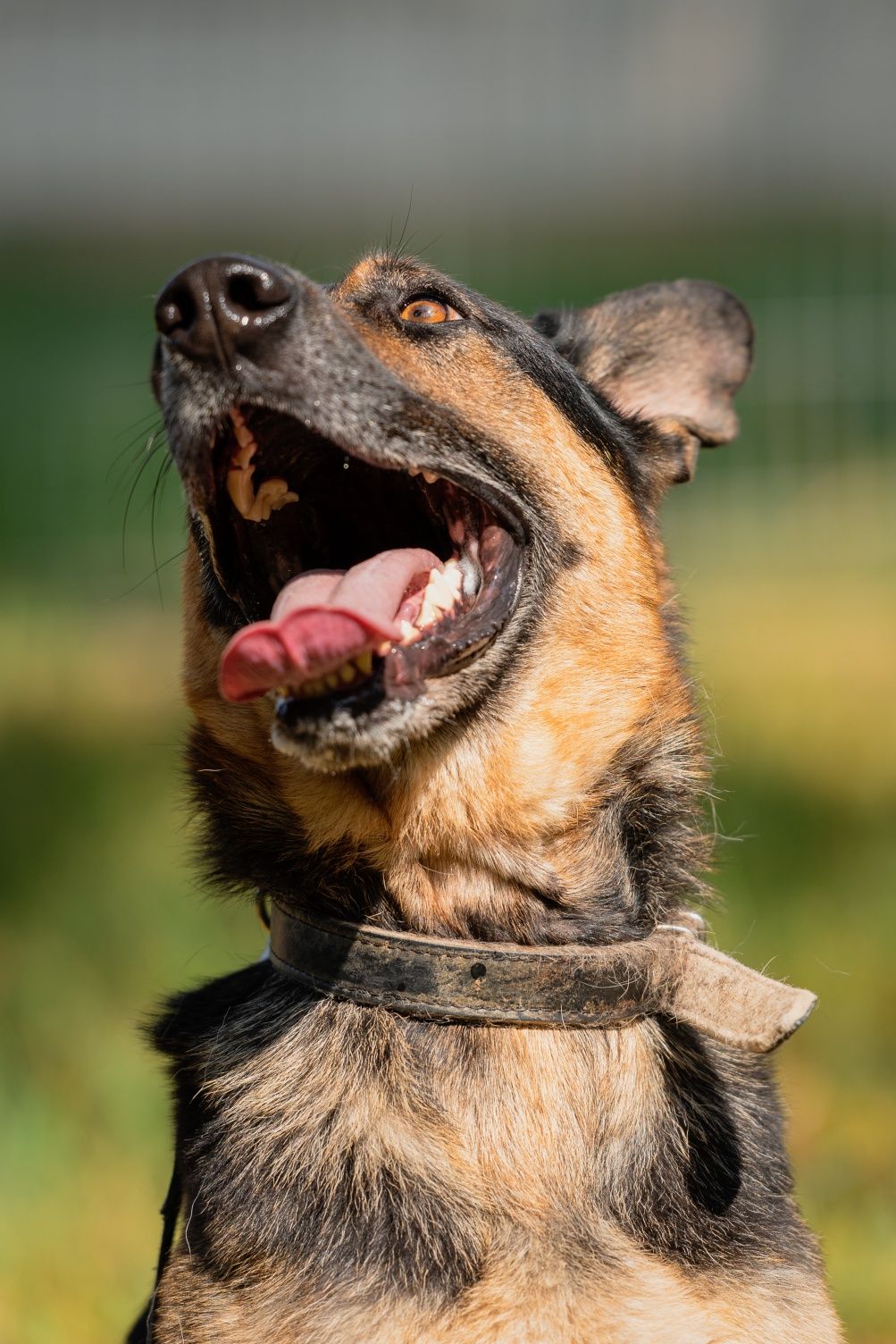 Pies Brutus do adopcji!