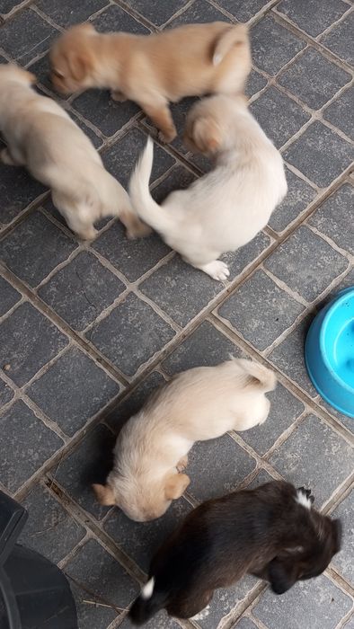 cãezinhos procura o melhor dono
