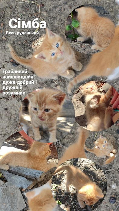 Кіт чорний рудий кот рыжий черный