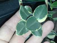 Hoya Hoja CUMMINGIANA albomarginata cięta