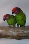 Casal de Loris Goldiei