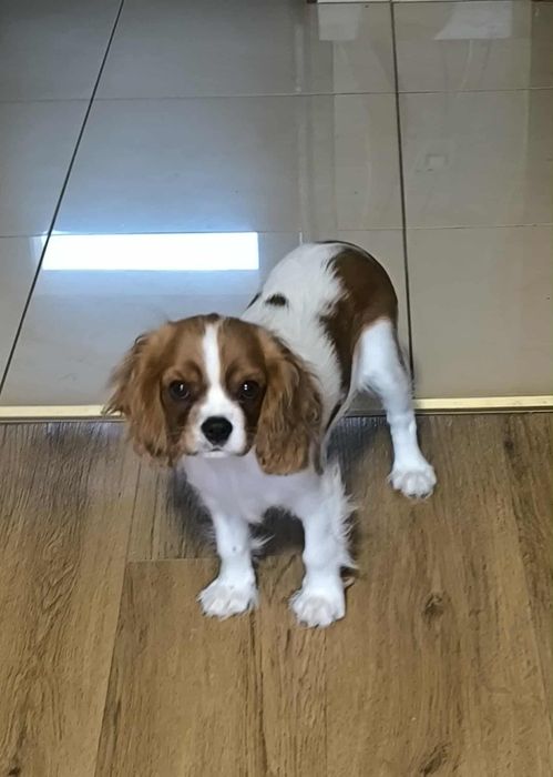 Cavalier King Charles Spaniel ZKwP