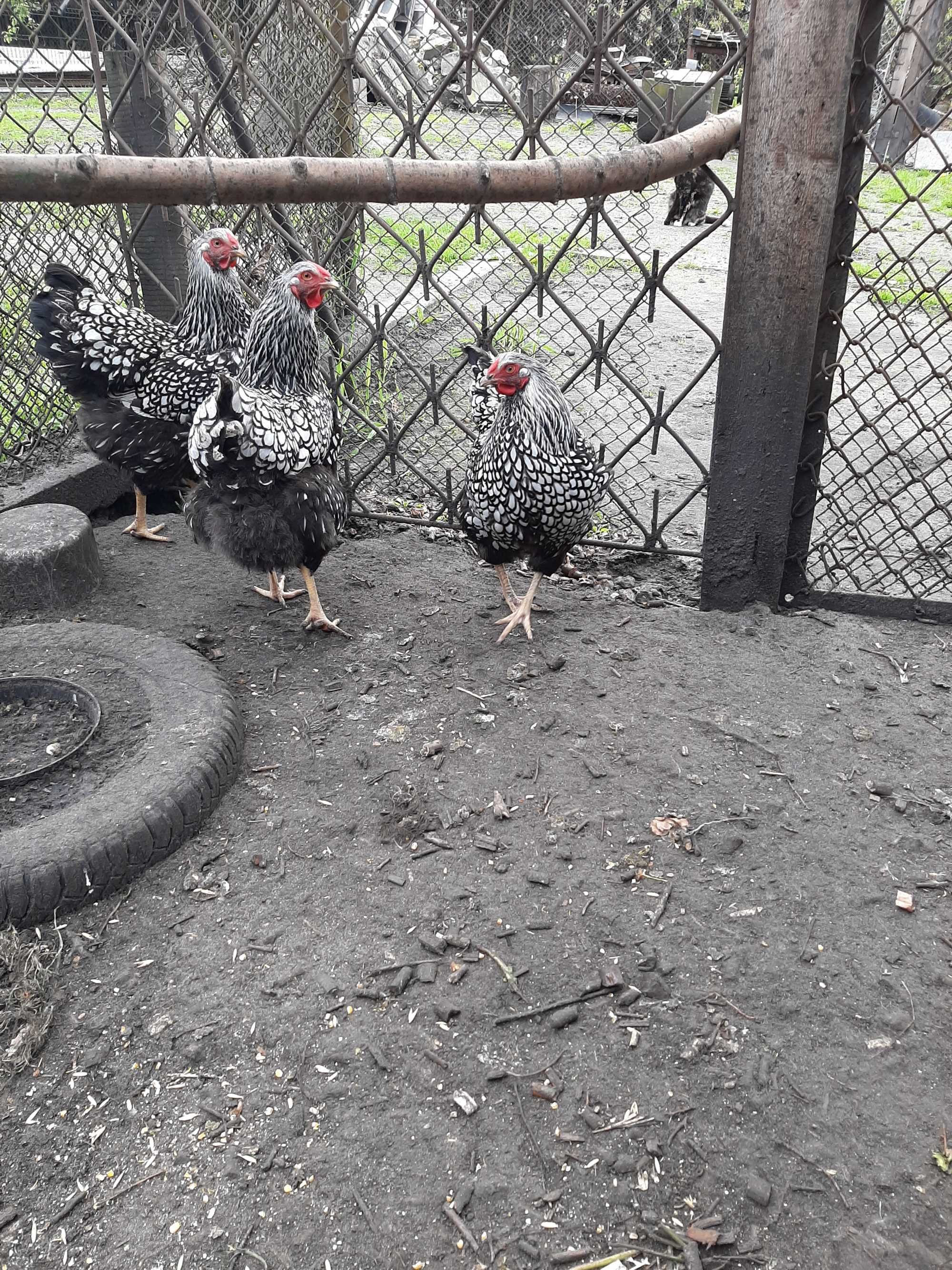 jaja lęgowe wayandotte, marans, australorp i koguty tych ras