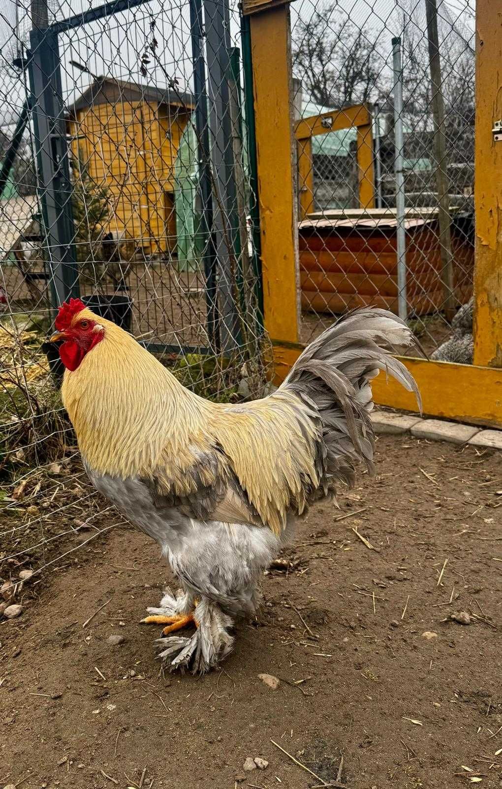 Jaja lęgowe kura Brahma