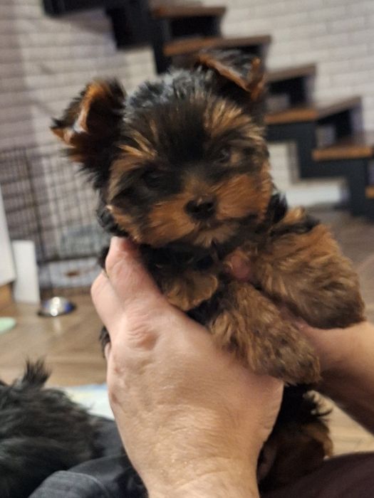 Yorkshire terrier MINI