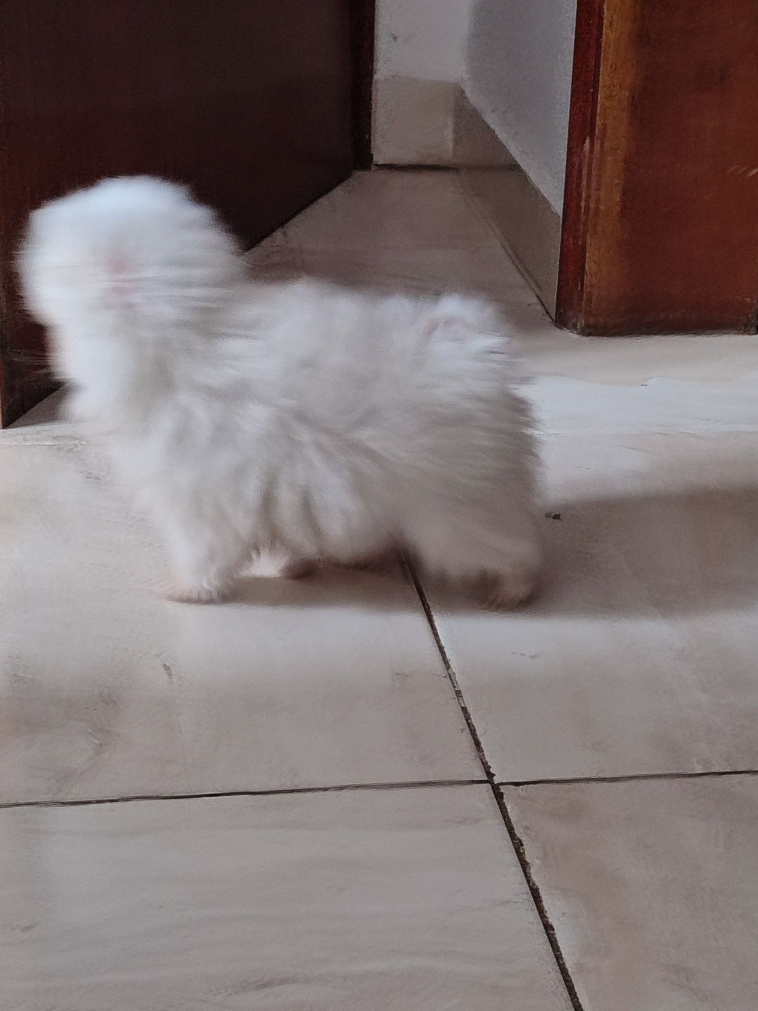 Lulu da Pomerânia Spitz fêmea branquinha