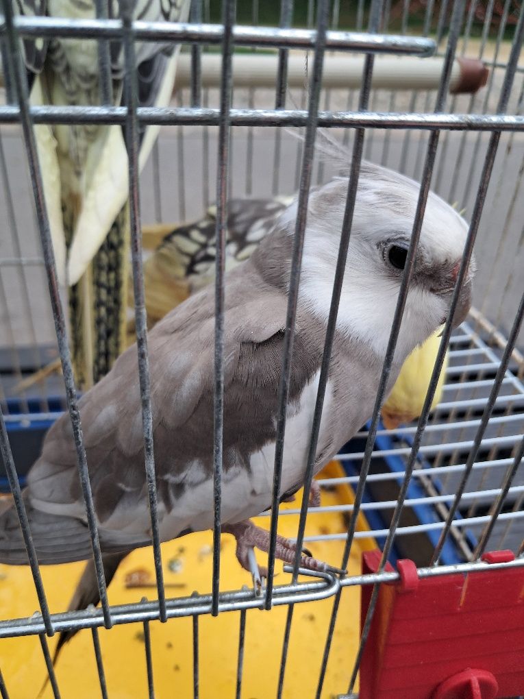 Продам все для корелл