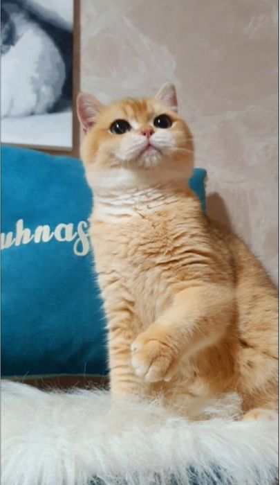 Золотий британський шиншила ny12