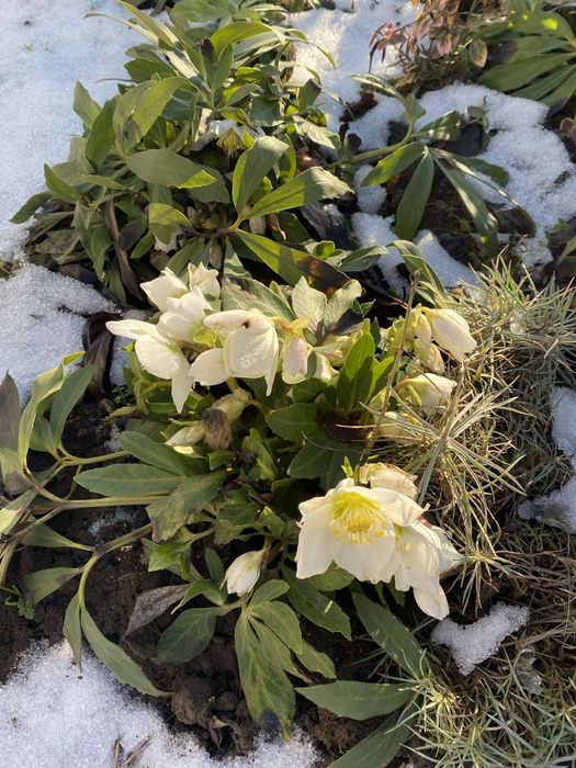 Продам кущики  морозника