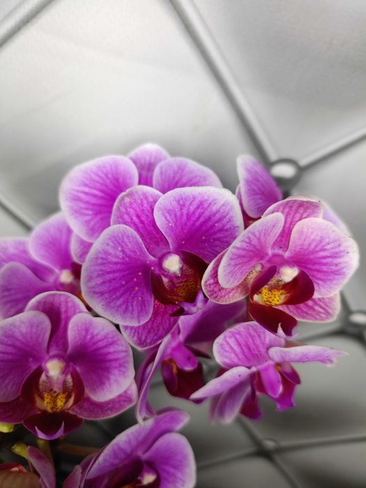 Яскрава мультифлора орхідея