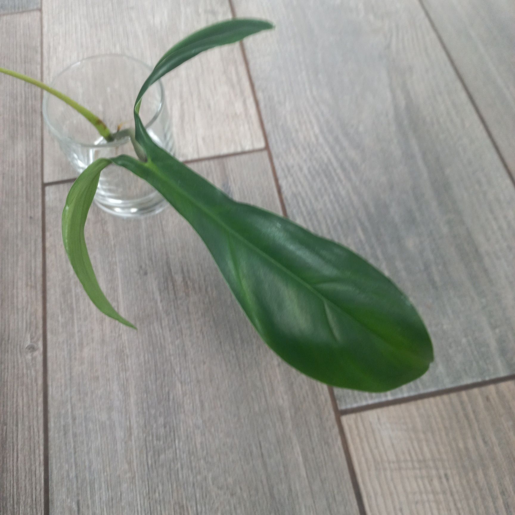 Philodendron 69686 szczyt