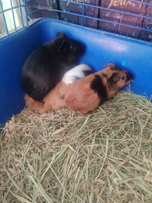 Большой выбор морские свинки разные породы