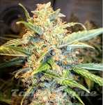 Nasiona Marihuany Auto Pineapple Express paczka 10szt