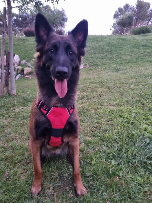 Pastor Belga Malinois