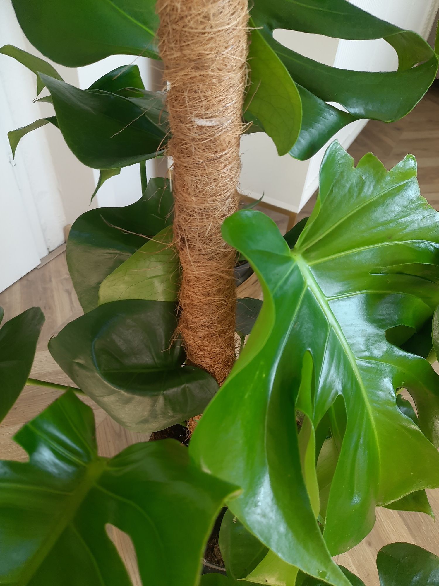 Monstera deliciosa