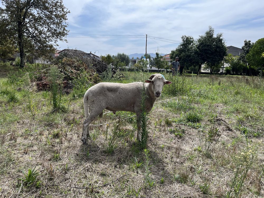 Vendo carneiro com 1 ano de idade
