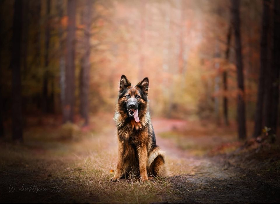 Łyski - młoda suczka w typie owczarka niemieckiego. Inteligenta