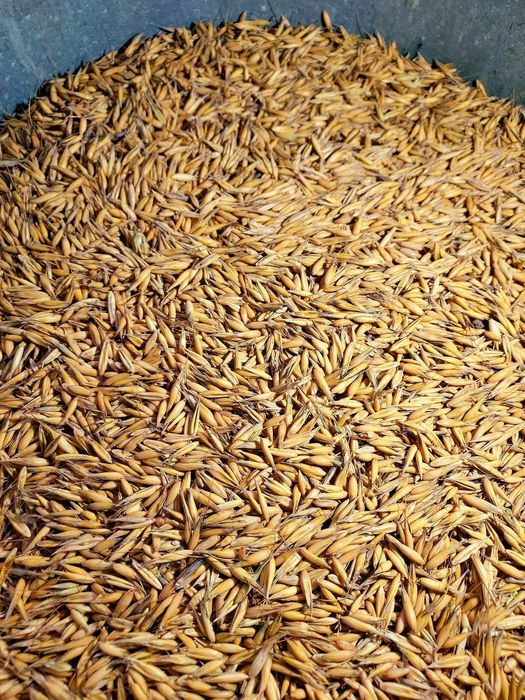 Owies Rambo Poker po centrali