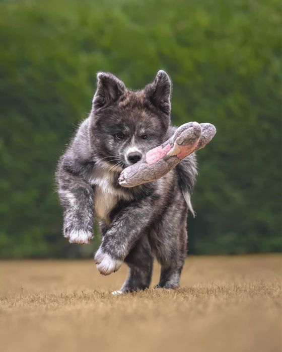 Akita - pręgowane szczenię na sprzedaż ZKWP / FCI
