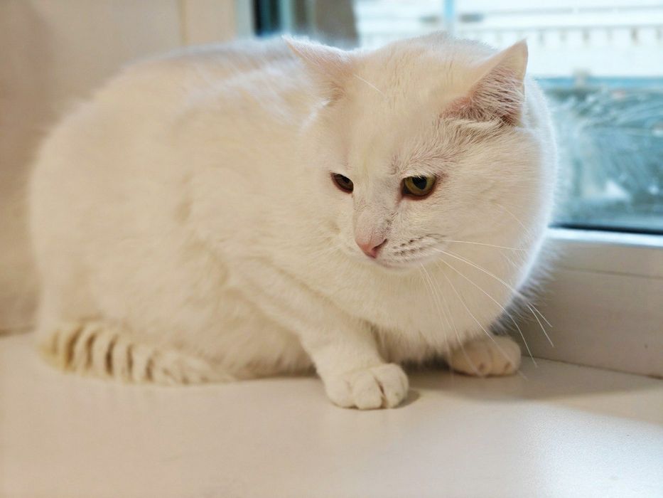 Тепло і затишок вашої оселі, котик Пончик 1 рік