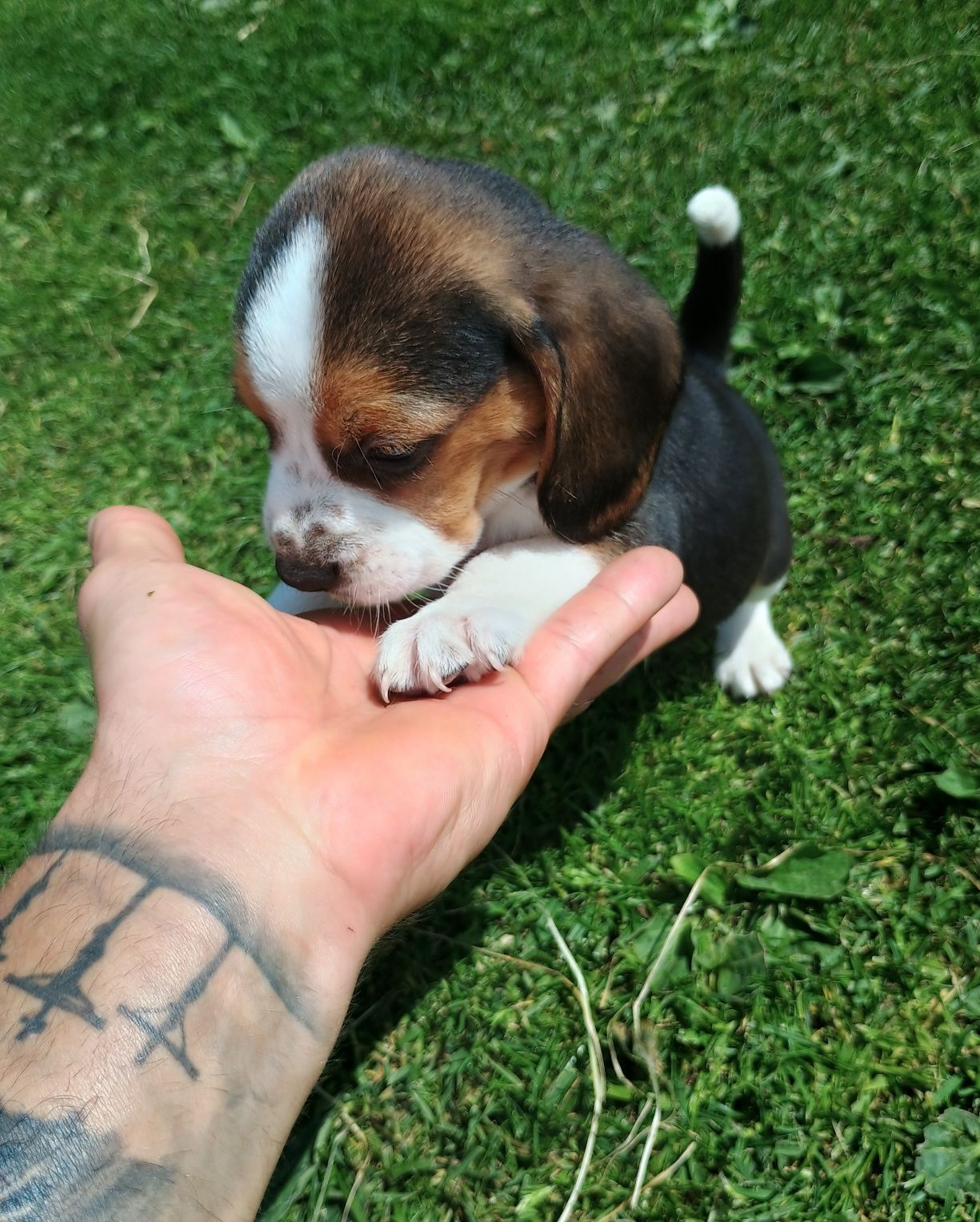 Szczeniak Beagle