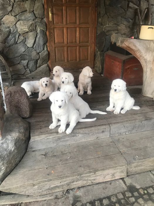 Za darmo owczarki srodkowo azjatyckie  9 tygodniowe