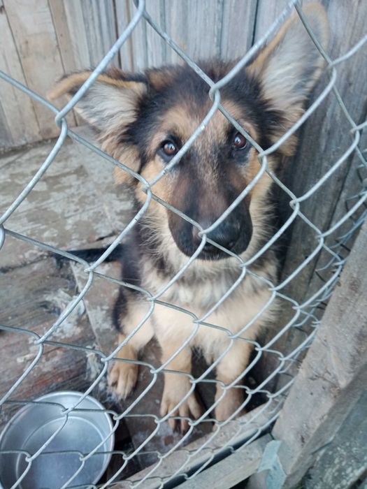 Szczenię do oddania