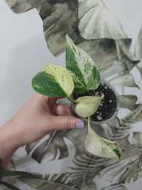 Mix Epipremnum happy leaf i zroslicha