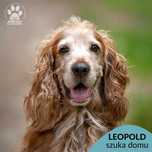 Leopold szuka doświadczonego domu! OTOZ Animals Ciapkowo