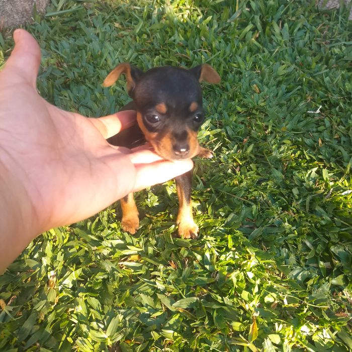 Pisncher miniatura fêmea