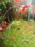 Krewetki Red Cherry wysyłka 10szt