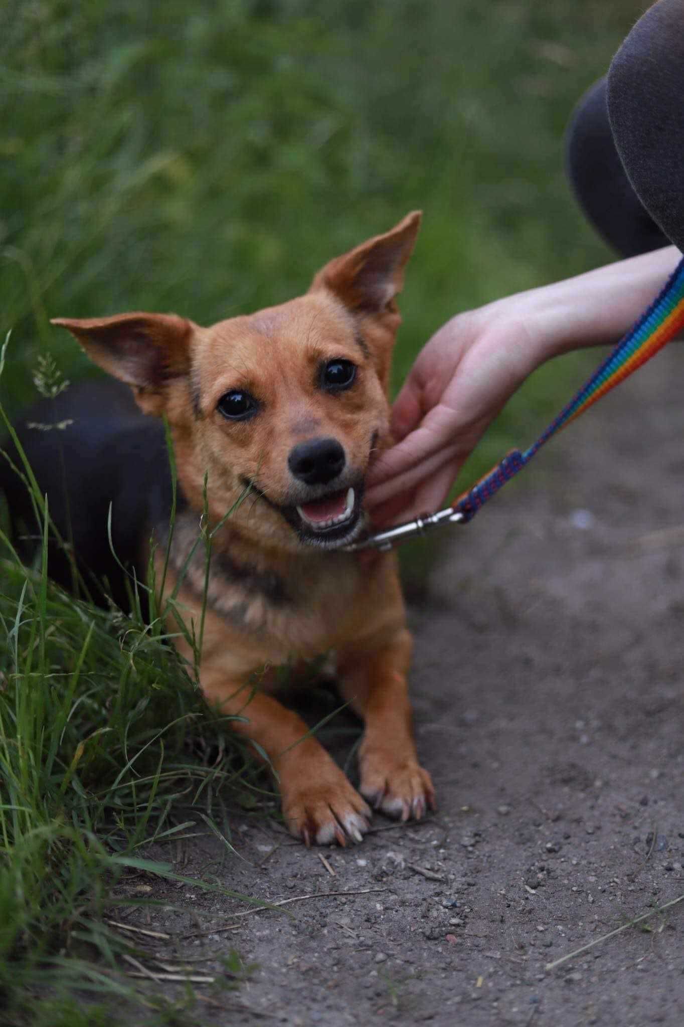 Pestka - maleńka sunia do adopcji