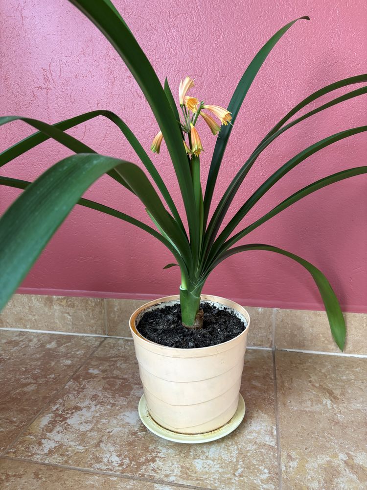 Kliwia szlachetna (Clivia nobilis) Pomarańczowa