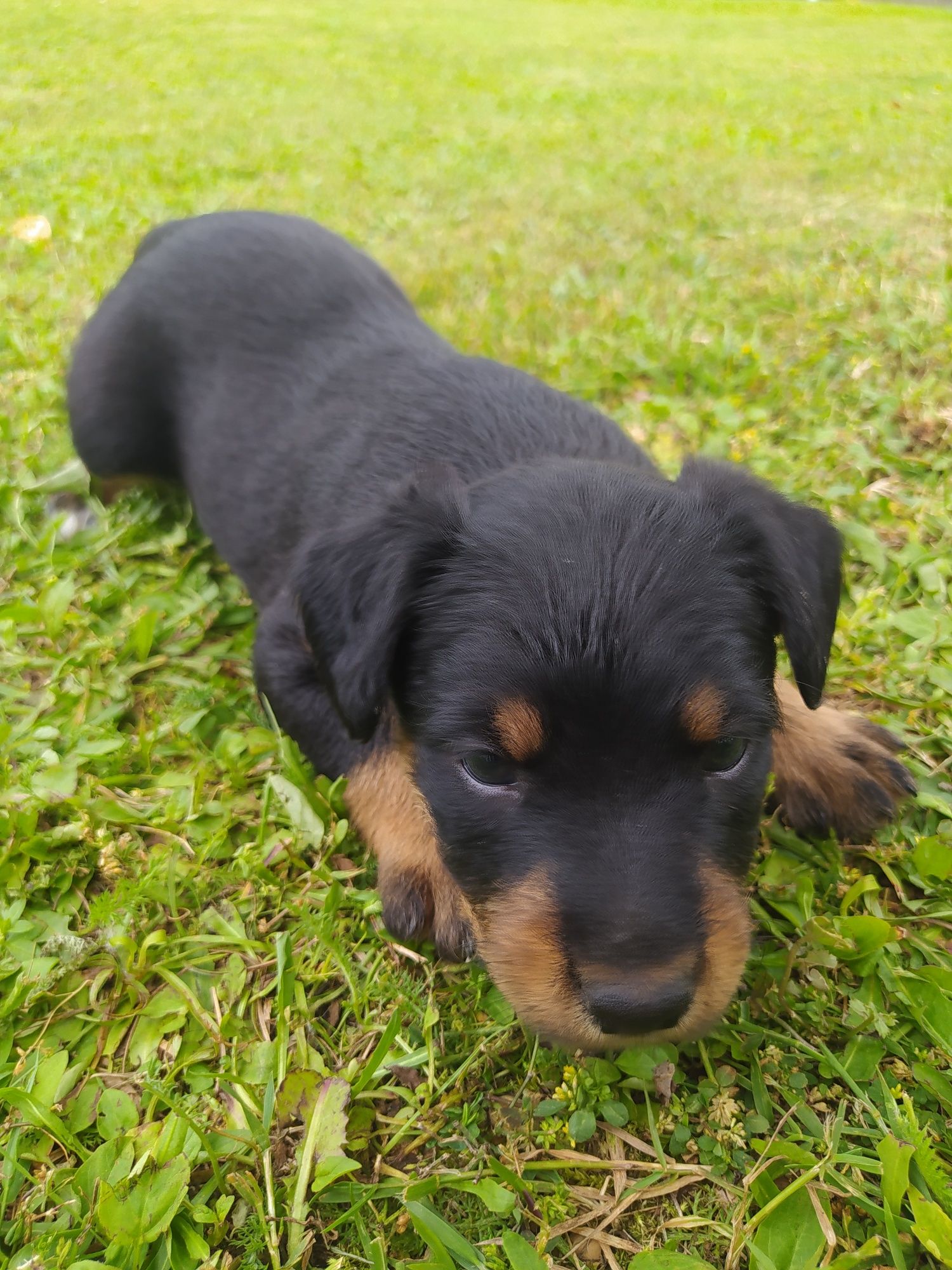 Oddam pieski terrier niemiecki